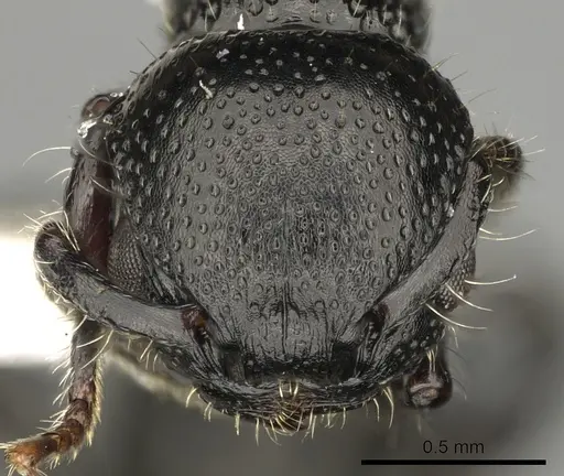 Procryptocerus nalini - INBIOCRI001238558