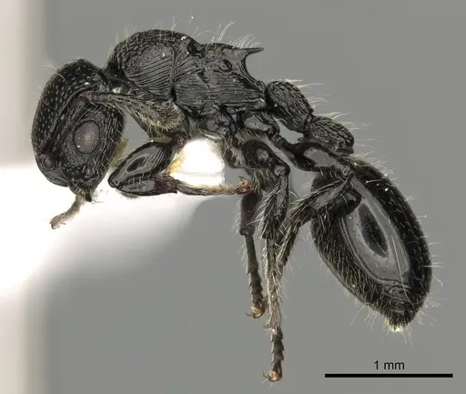 Procryptocerus nalini - INBIOCRI001238558