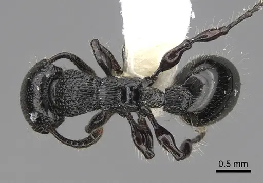 Procryptocerus nalini - INBIOCRI001238578