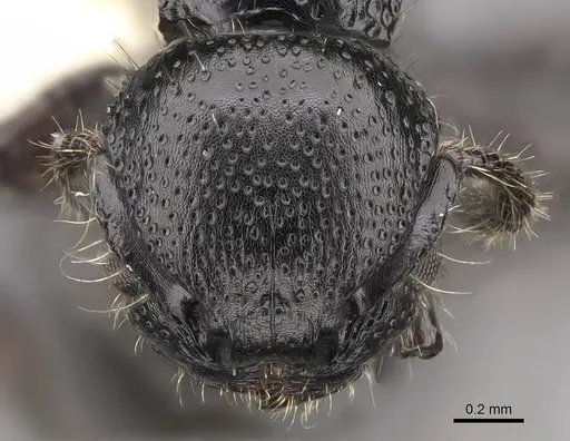 Procryptocerus nalini - INBIOCRI001238578