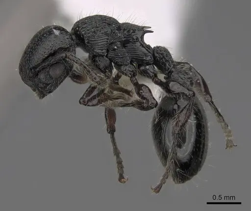 Procryptocerus nalini - INBIOCRI001238578