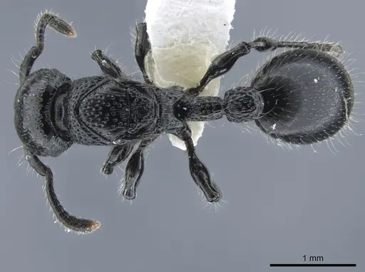 Procryptocerus nalini - INBIOCRI001238598