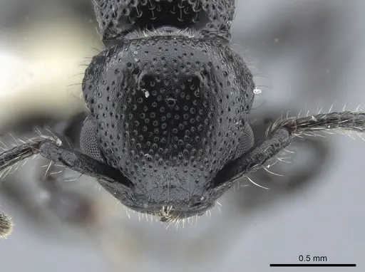 Procryptocerus nalini - INBIOCRI001238598