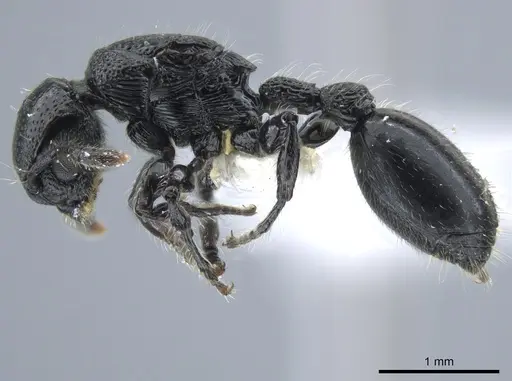 Procryptocerus nalini - INBIOCRI001238598