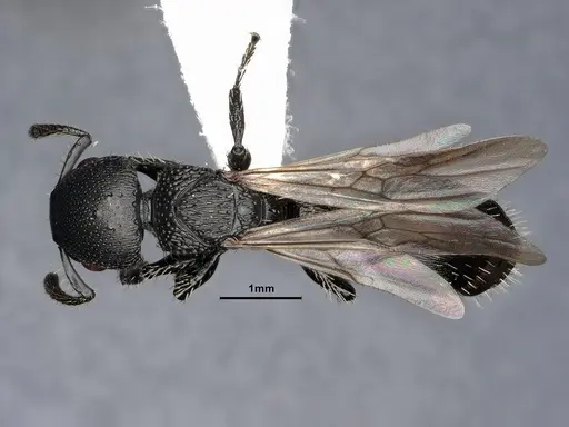 Procryptocerus paleatus specimen