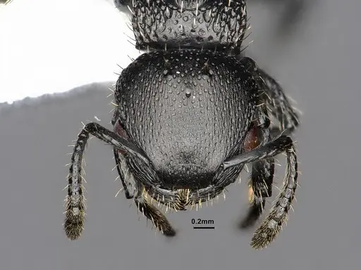 Procryptocerus paleatus specimen