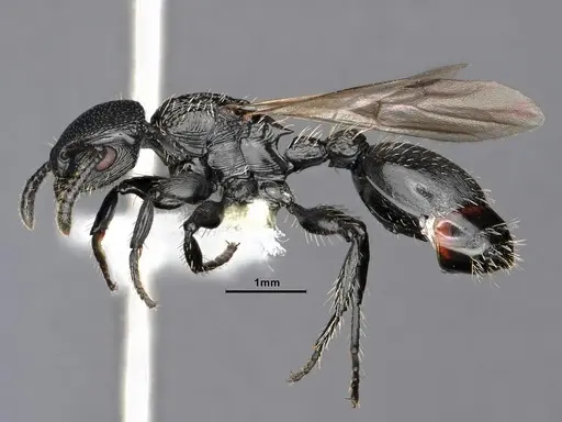 Procryptocerus paleatus specimen