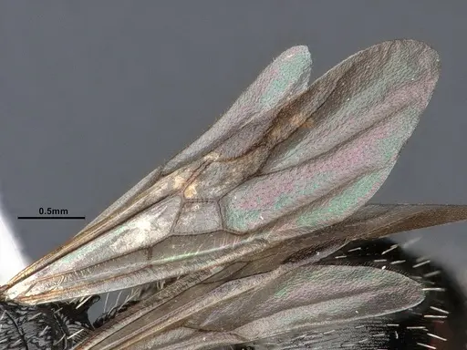 Procryptocerus paleatus - CASENT0884227