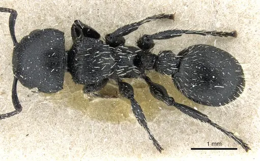 Procryptocerus paleatus - CASENT0904898