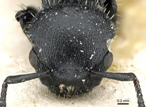 Procryptocerus paleatus - CASENT0904898