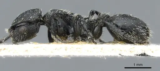 Procryptocerus paleatus - CASENT0904898