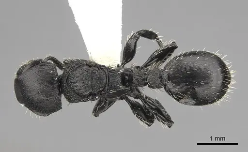 Procryptocerus paleatus - CASENT0922624