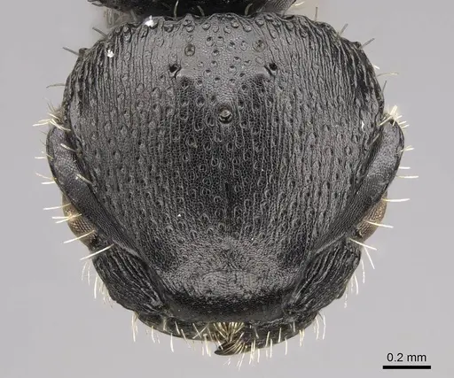 Procryptocerus paleatus - CASENT0922624