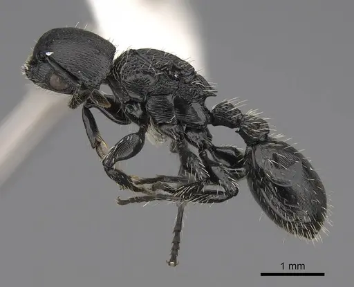 Procryptocerus paleatus - CASENT0922624