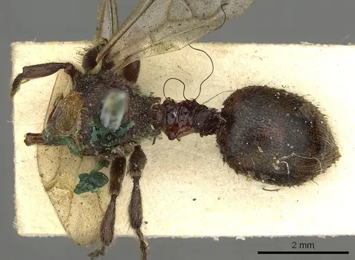 Procryptocerus petiolatus specimen