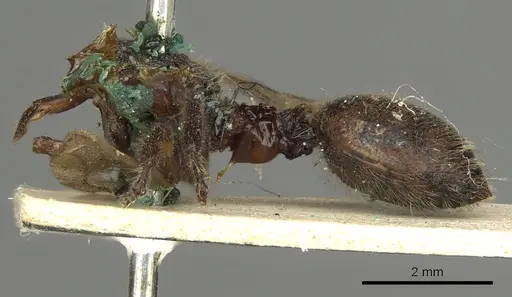 Procryptocerus petiolatus specimen