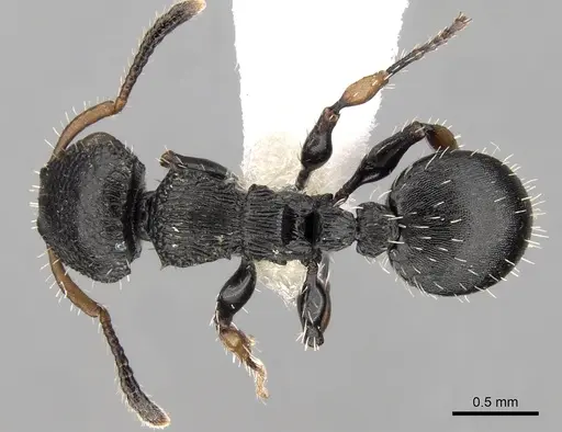 Procryptocerus pictipes specimen