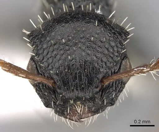 Procryptocerus pictipes specimen