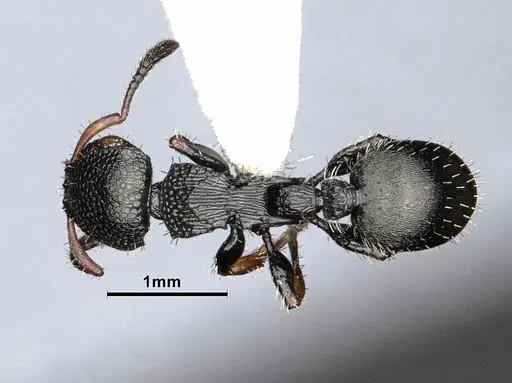 Procryptocerus pictipes - CASENT0884231