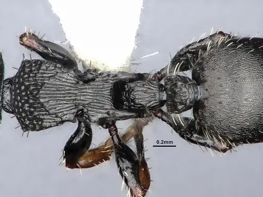 Procryptocerus pictipes - CASENT0884231