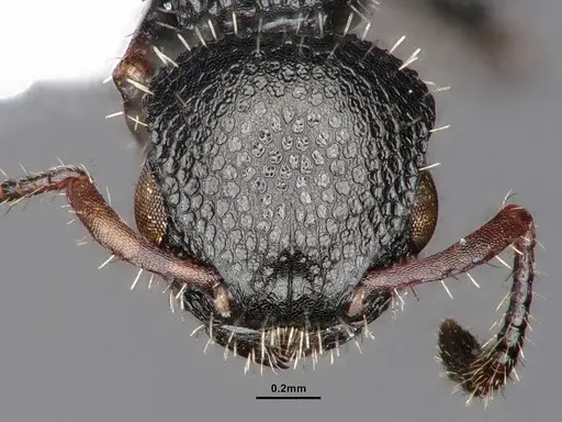 Procryptocerus pictipes - CASENT0884231