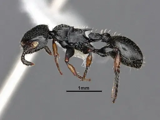 Procryptocerus pictipes - CASENT0884231