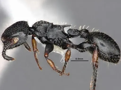 Procryptocerus pictipes - CASENT0884231