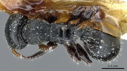 Procryptocerus pictipes - CASENT0904897