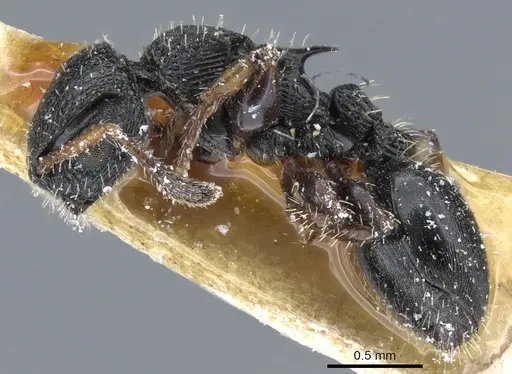 Procryptocerus pictipes - CASENT0904897