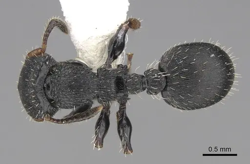 Procryptocerus pictipes - CASENT0922625