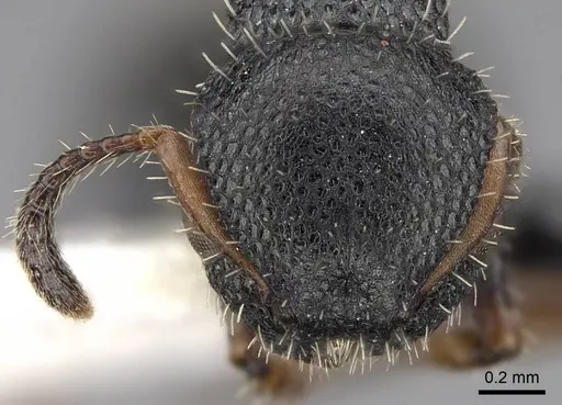 Procryptocerus pictipes - CASENT0922625