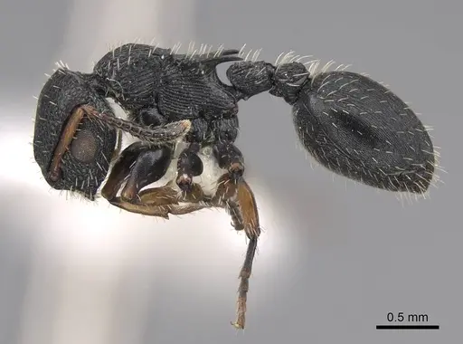 Procryptocerus pictipes - CASENT0922625