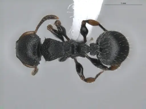 Procryptocerus pictipes - ECOFOG-BUG-0411-18