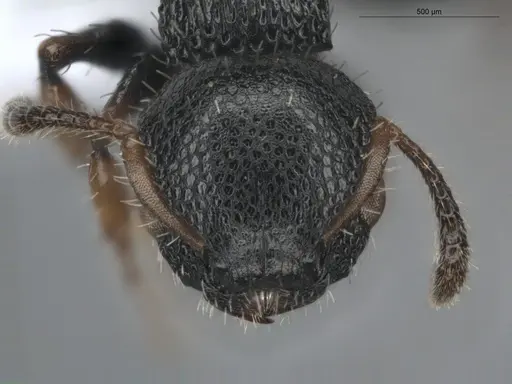 Procryptocerus pictipes - ECOFOG-BUG-0411-18