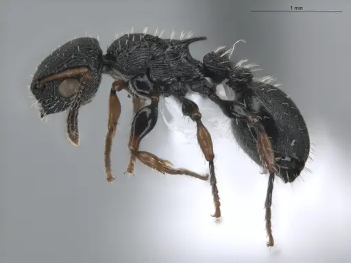 Procryptocerus pictipes - ECOFOG-BUG-0411-18