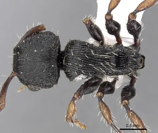 Procryptocerus regularis specimen