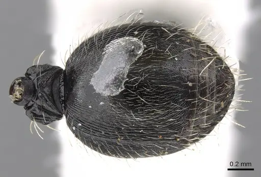 Procryptocerus regularis specimen