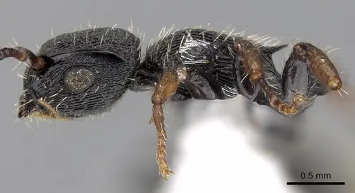 Procryptocerus regularis - CASENT0280789