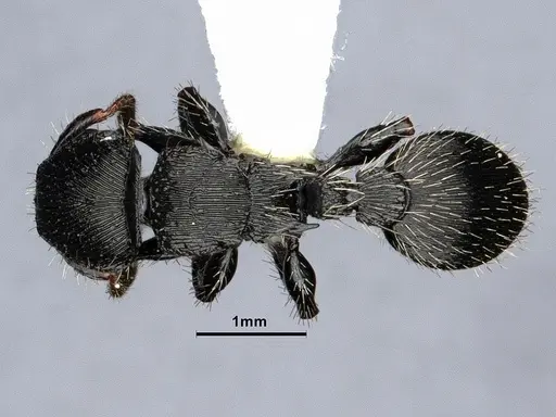 Procryptocerus regularis - CASENT0884229