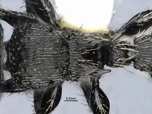 Procryptocerus regularis - CASENT0884229