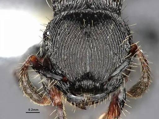 Procryptocerus regularis - CASENT0884229