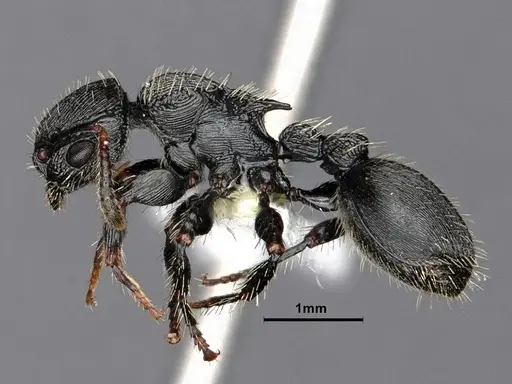 Procryptocerus regularis - CASENT0884229