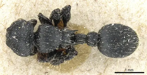 Procryptocerus regularis - CASENT0904890