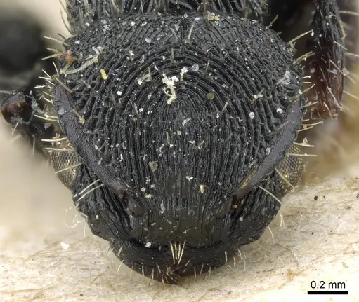 Procryptocerus regularis - CASENT0904890