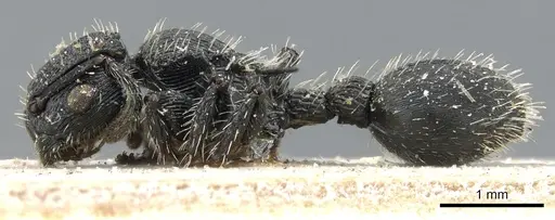 Procryptocerus regularis - CASENT0904890