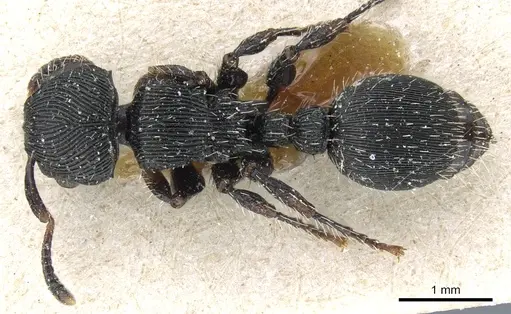 Procryptocerus regularis - CASENT0904891