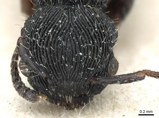 Procryptocerus regularis - CASENT0904891