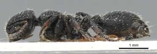 Procryptocerus regularis - CASENT0904891