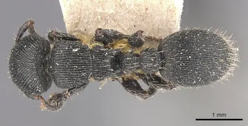 Procryptocerus regularis - CASENT0909257