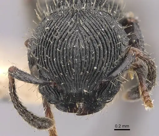 Procryptocerus regularis - CASENT0909257